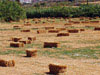 Farm, Mikri Vigla, Naxos Island