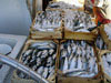 Fishing in Mikri Vigla, Naxos