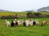 Goats and sheep in naxos