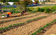 Organic farming in Mikri Vigla, Naxos