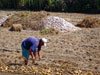 Potatoes farming in Naxos, Mikri Vigla