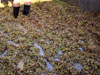 grapes,organic wine production, Mikri Vigla, Naxos