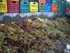 traditional wine production, Naxos, Mikri Vigla