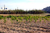 Wine yards in Mikri Vigla, Naxos