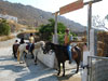Riding in Naxos - Horse riding