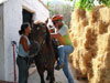 Naxos horse riding