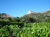 wineyards and olive trees